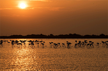 Mannar