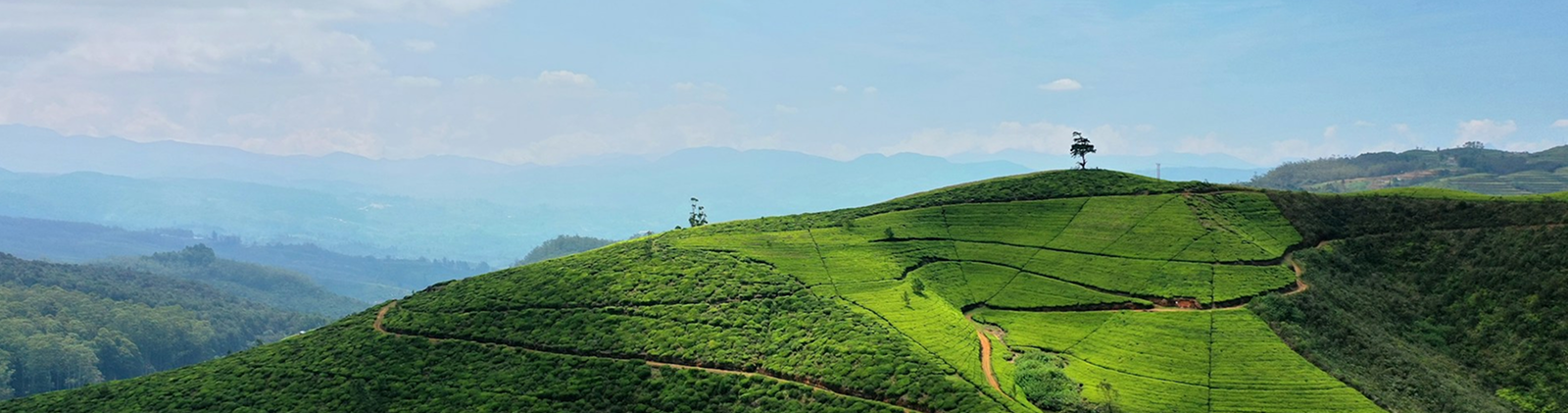 NuwaraEliya